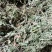 铜锤玉带草，珠珠草，地石榴