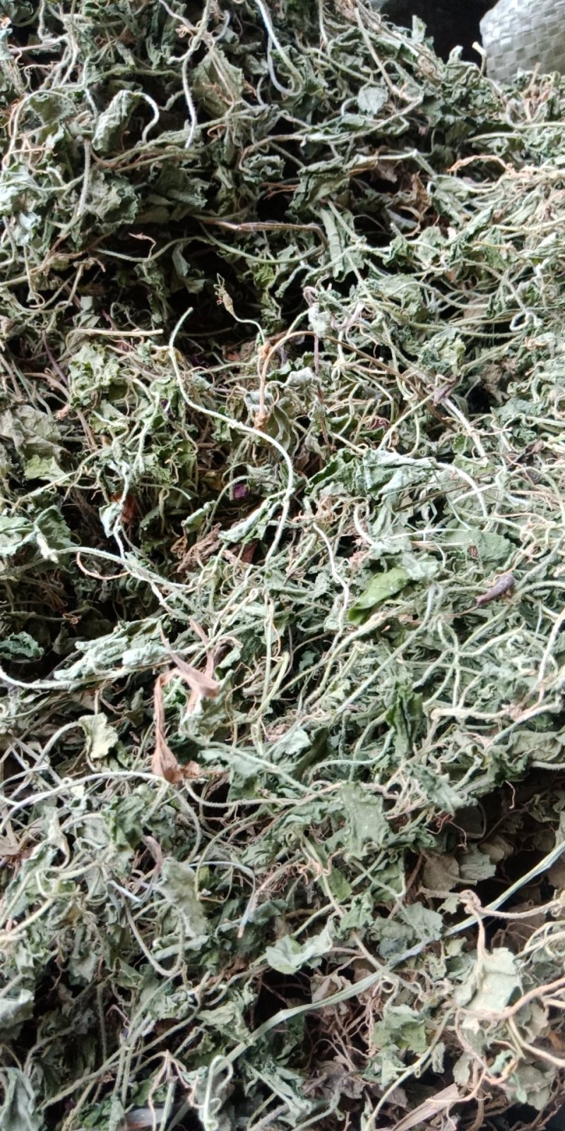 铜锤玉带草，珠珠草，地石榴