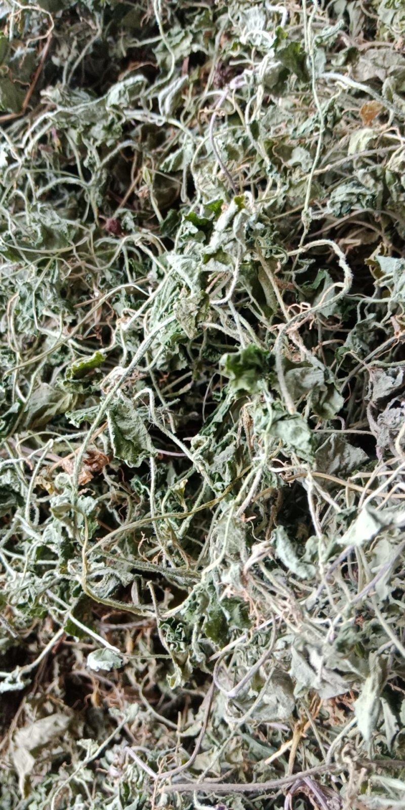 铜锤玉带草，珠珠草，地石榴