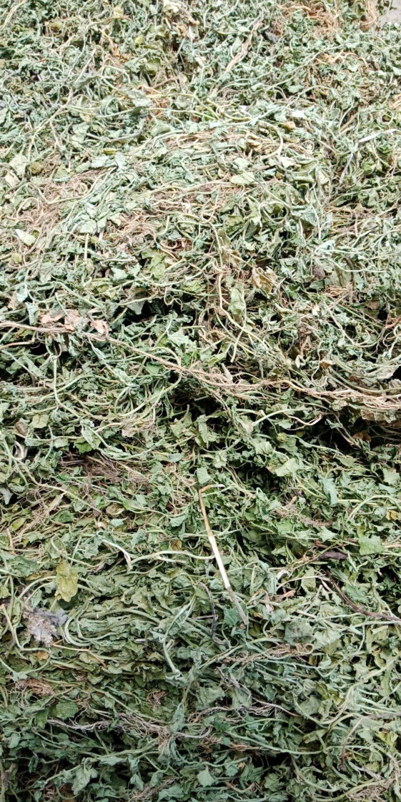 铜锤玉带草，珠珠草，地石榴