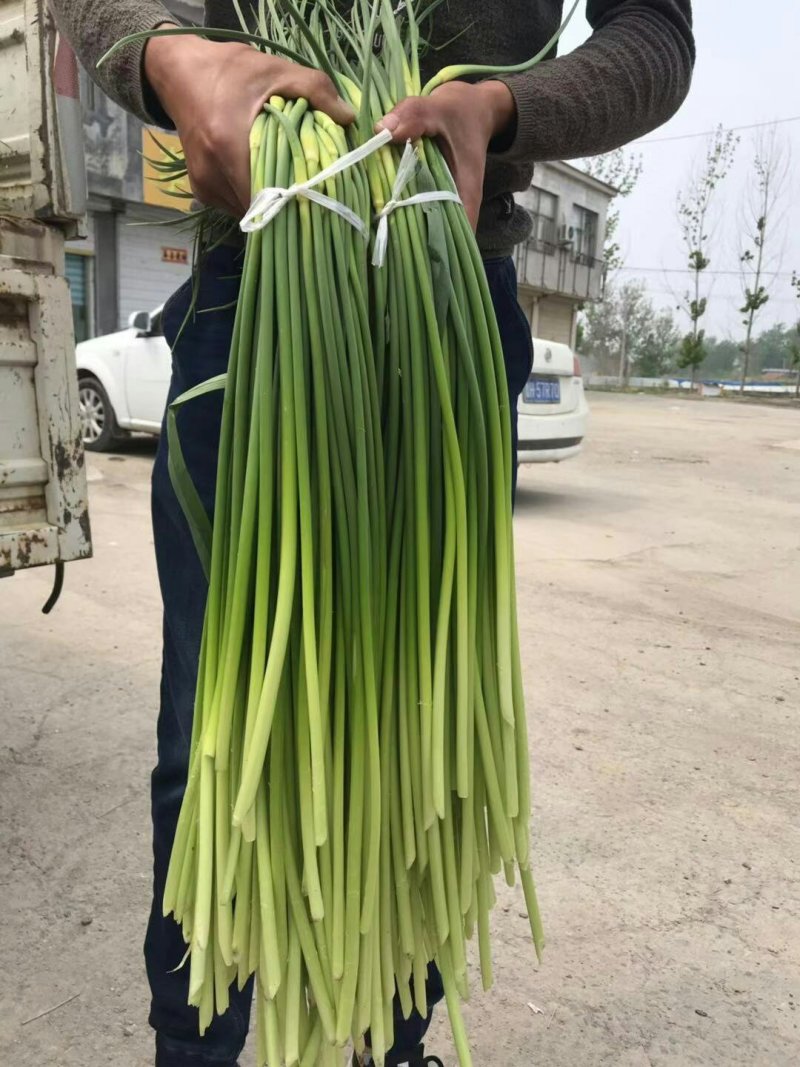专业储存金乡蒜薹冷库代收代存代加工~专业蒜薹