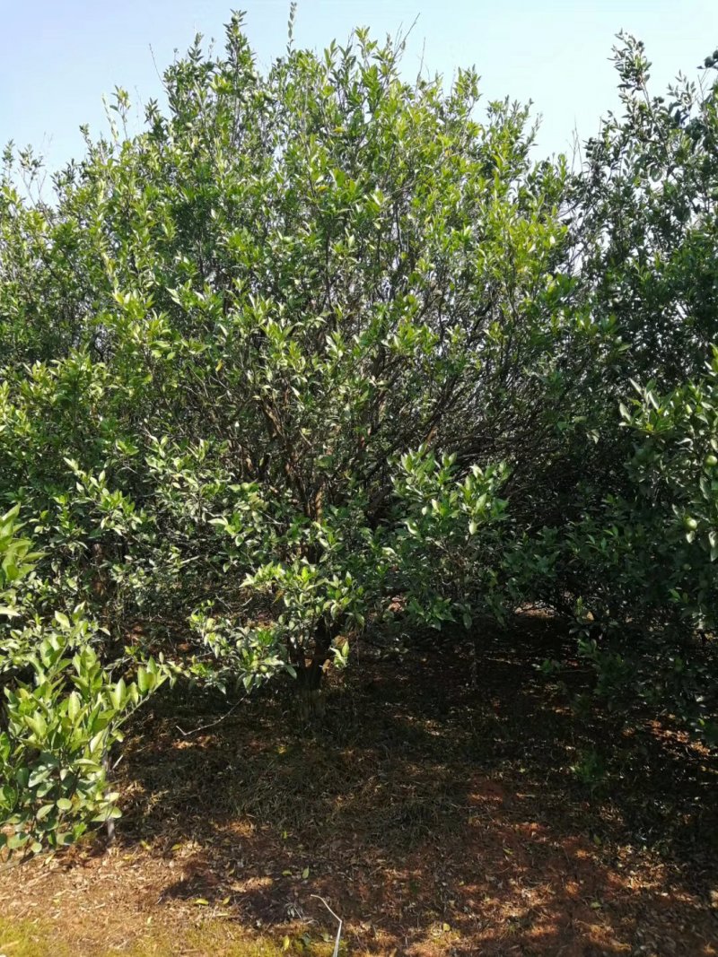 蜜桔树，柑橘树，桔子树基地，产地直发，大量供应