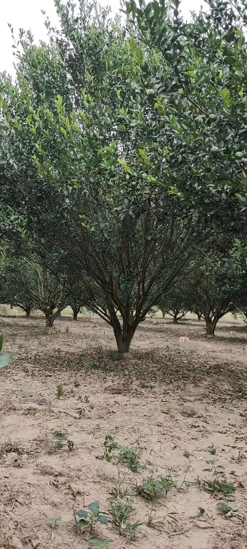 蜜桔树，柑橘树，桔子树基地，产地直发，大量供应
