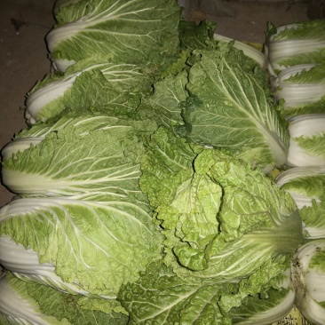 新鲜大白菜