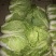 新鲜大白菜