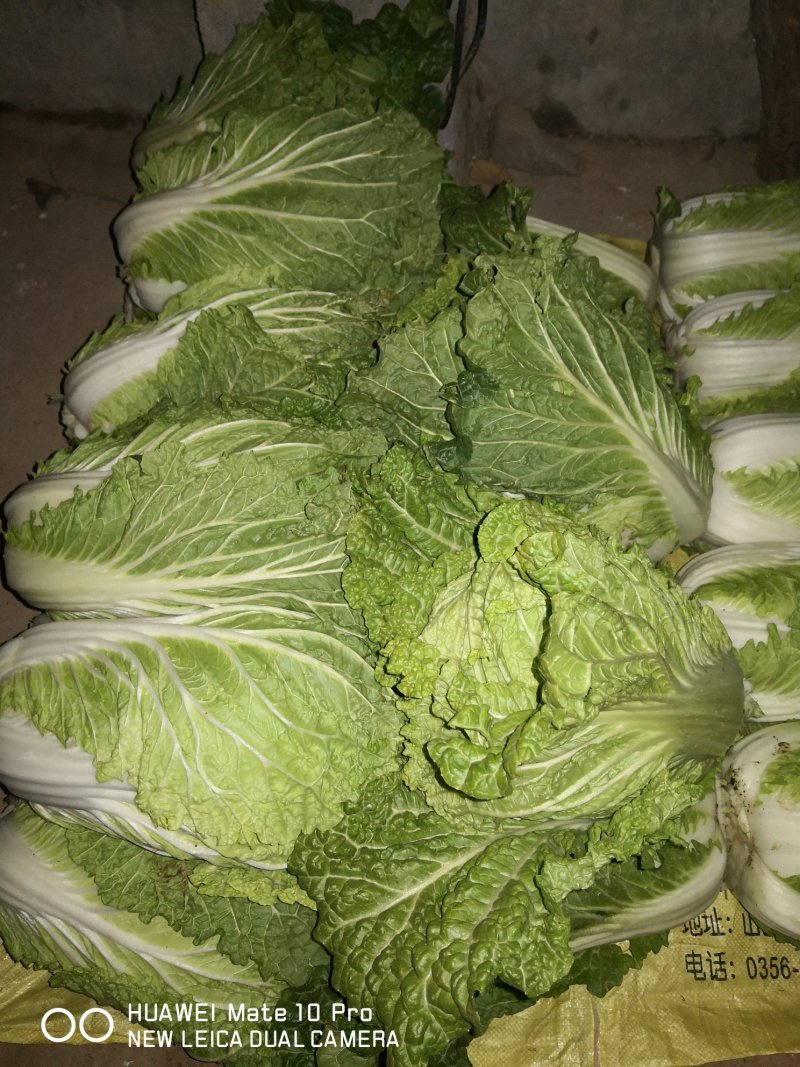 新鲜大白菜