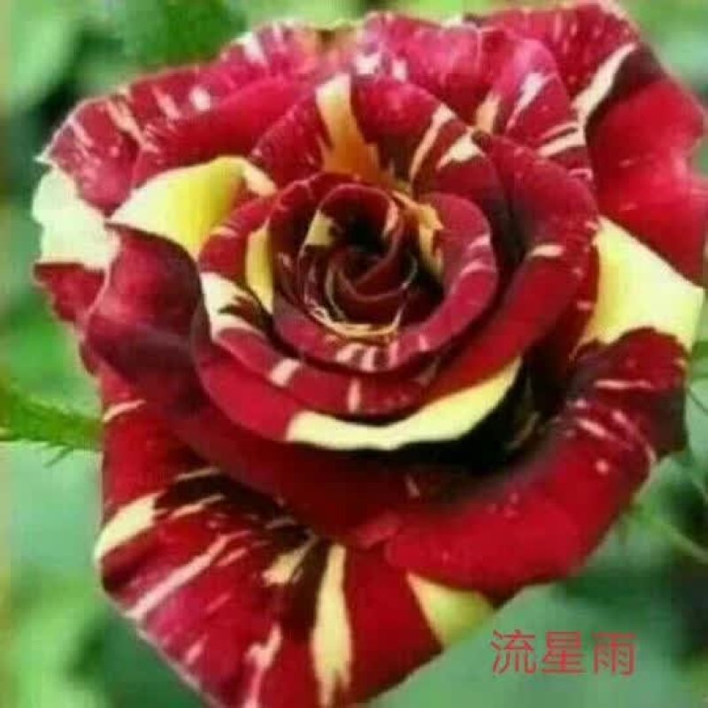 【玫瑰花小苗】玫瑰花苗大食用玫瑰种苗四季开花易成活