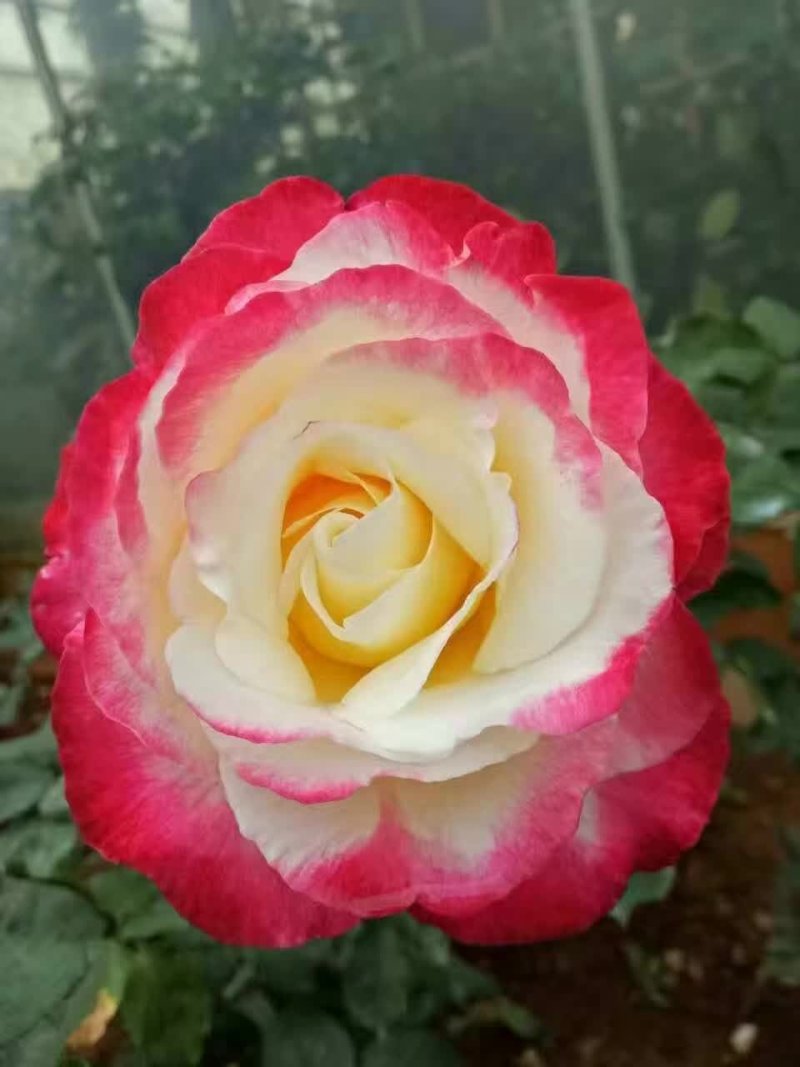 【玫瑰花小苗】玫瑰花苗大食用玫瑰种苗四季开花易成活