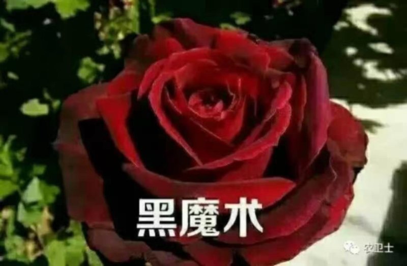 【玫瑰花小苗】玫瑰花苗大食用玫瑰种苗四季开花易成活