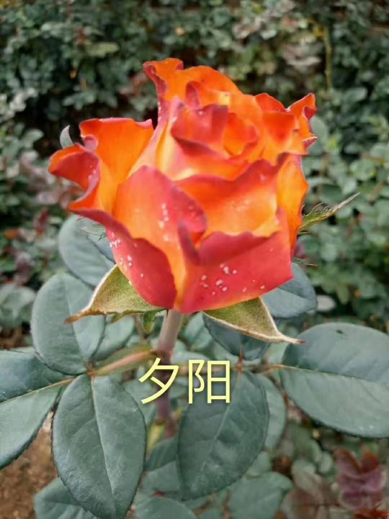 【玫瑰花小苗】玫瑰花苗大食用玫瑰种苗四季开花易成活
