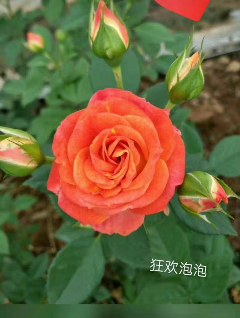 【玫瑰花小苗】玫瑰花苗大食用玫瑰种苗四季开花易成活
