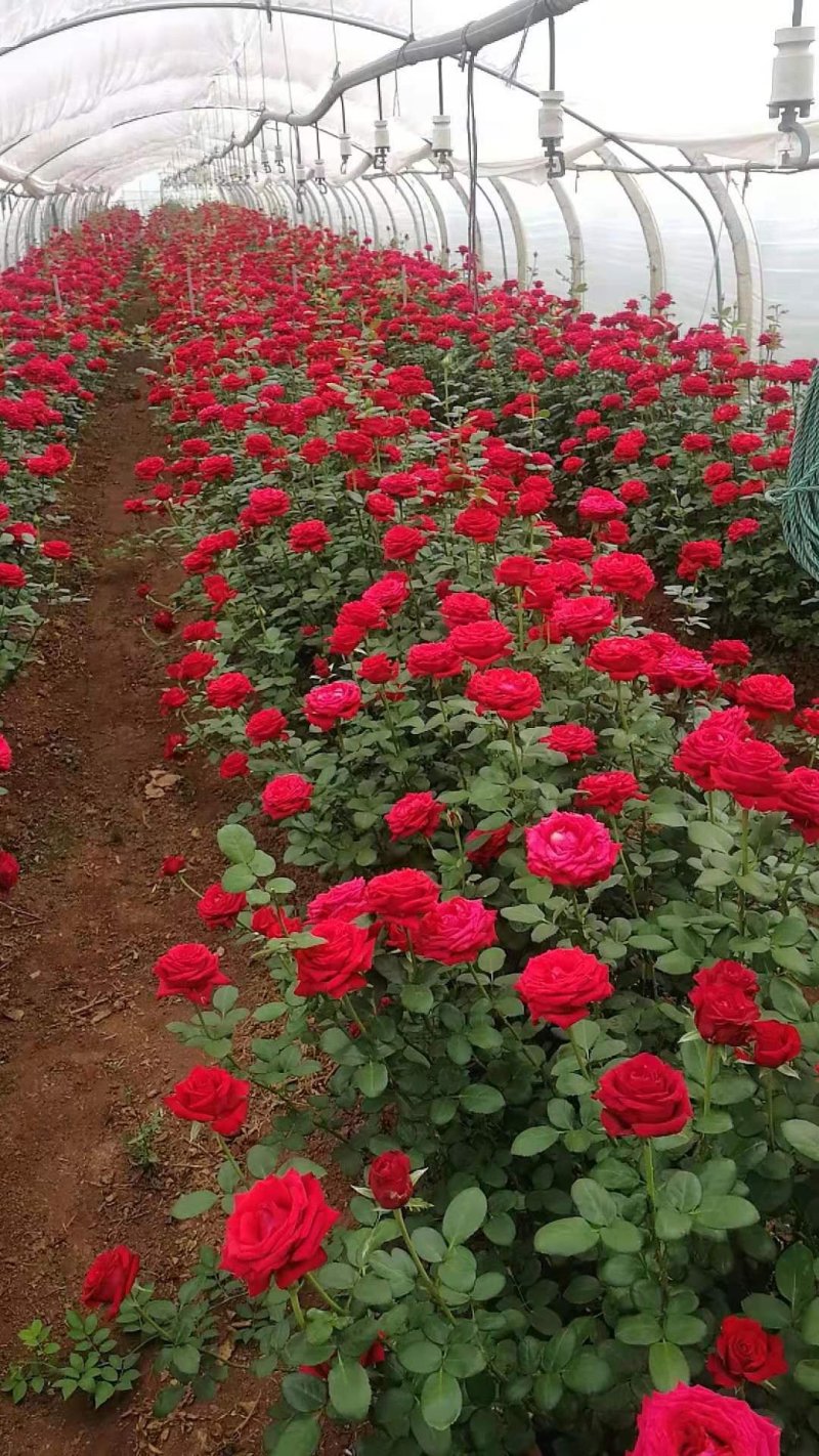 【玫瑰花小苗】玫瑰花苗大食用玫瑰种苗四季开花易成活