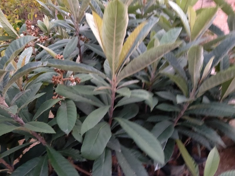 嫁接早钟枇杷中杯苗品种纯正早熟甜度好，经济价值高。