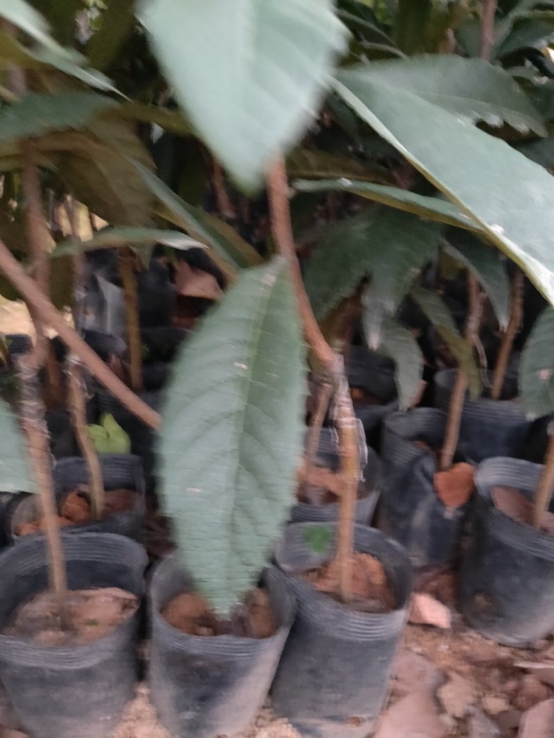 嫁接早钟枇杷中杯苗品种纯正早熟甜度好，经济价值高。