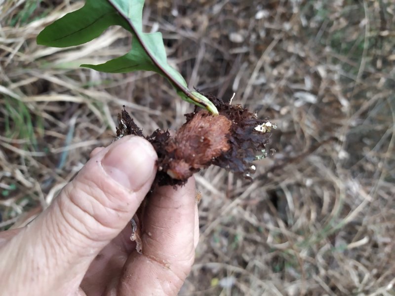 骨碎补爬岩姜野生现挖现卖鲜货干活都有，
