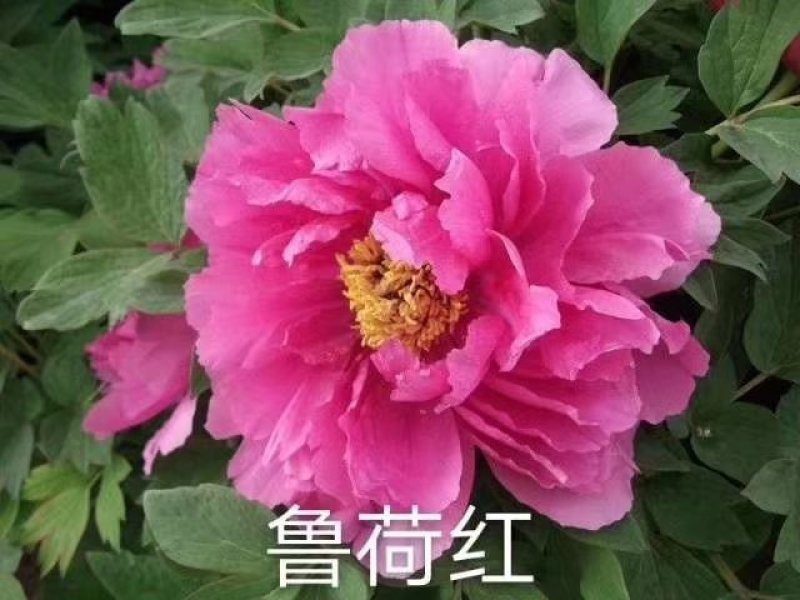 牡丹，观赏牡丹，真品重瓣，品种齐全，一手货源，量大从优，