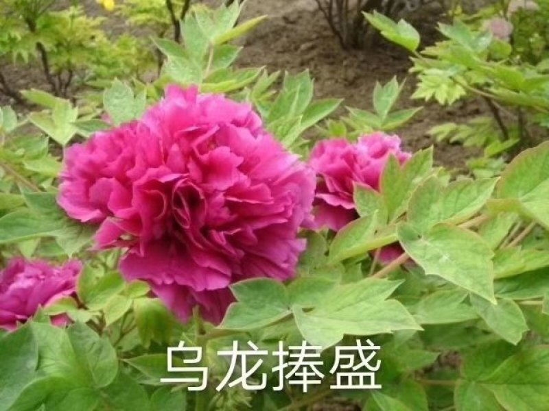 牡丹，观赏牡丹，真品重瓣，品种齐全，一手货源，量大从优，