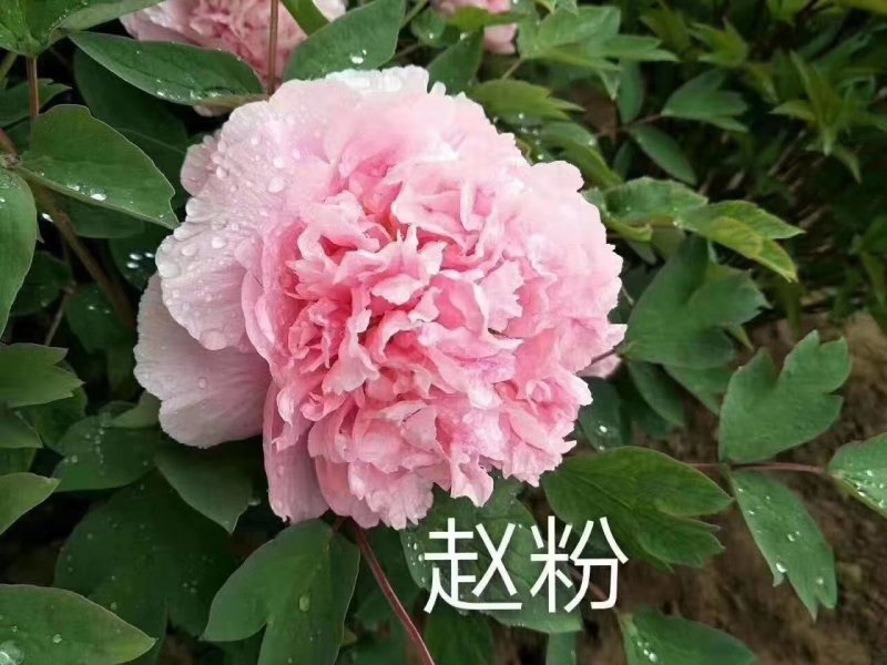 牡丹，观赏牡丹，真品重瓣，品种齐全，一手货源，量大从优，