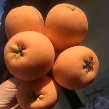 嫁接早钟枇杷中杯苗品种纯正早熟甜度好，经济价值高。