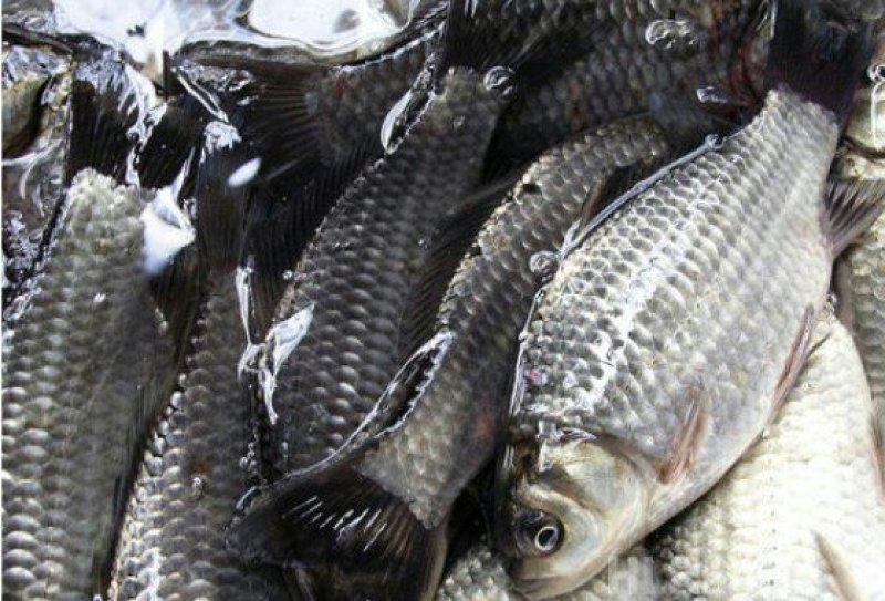 出售鲫鱼苗(杂交鲫鱼，白容鲫，中科三号，鲤鲫……)