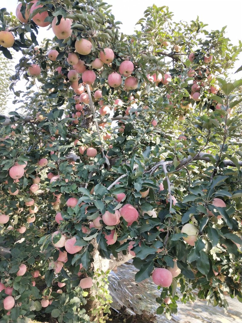 苹果