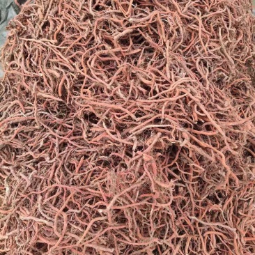 丹参山东高含量丹参，统货，统条，大条货，