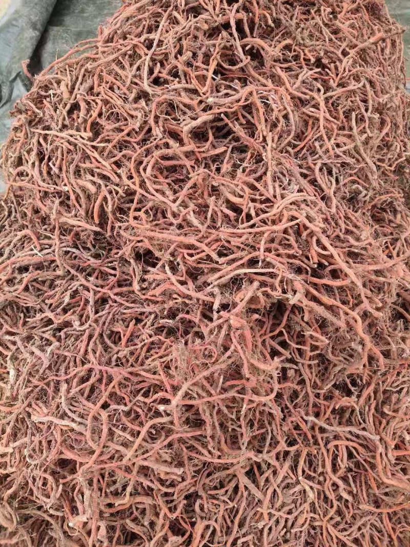 丹参山东高含量丹参，统货，统条，大条货，