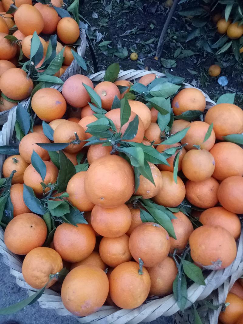 赣南脐橙，当地特色！果子颜色好，不用打蜡果子自带颜色。