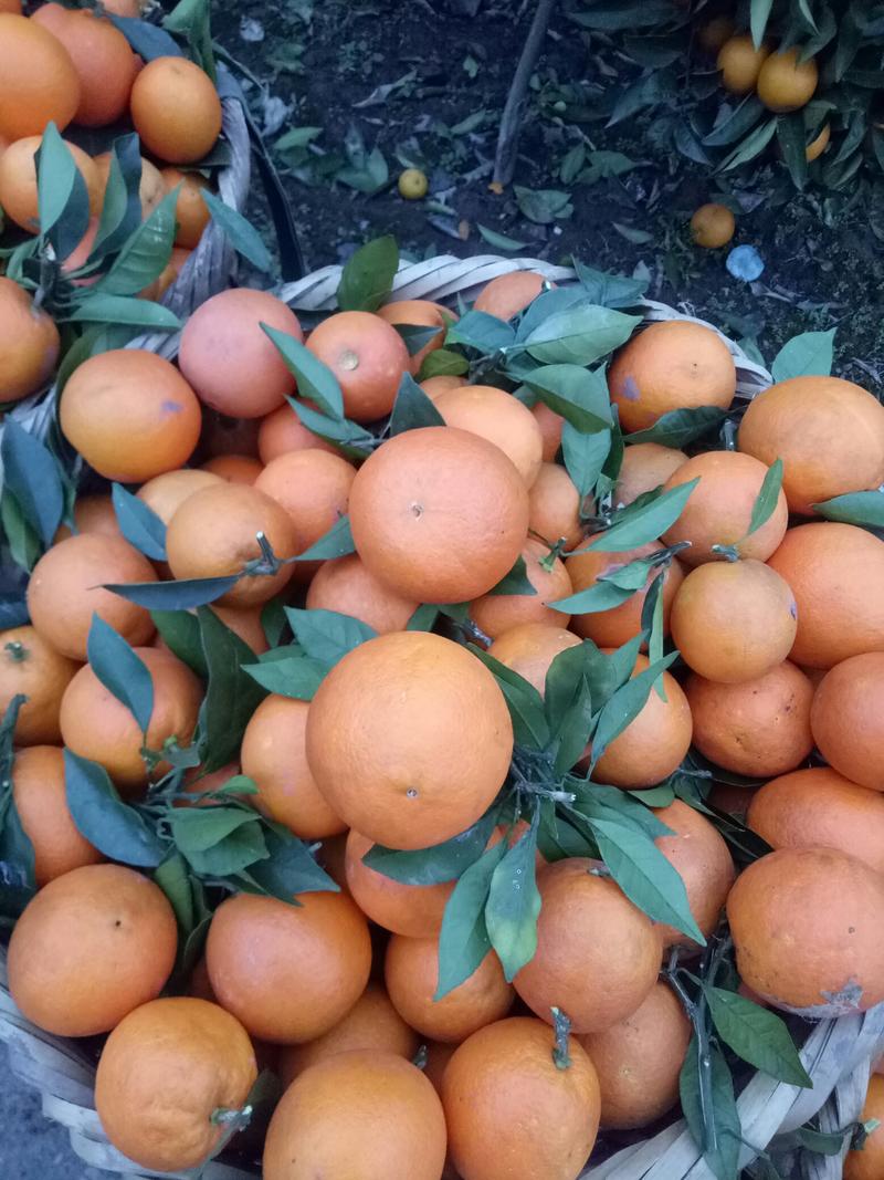 赣南脐橙，当地特色！果子颜色好，不用打蜡果子自带颜色。