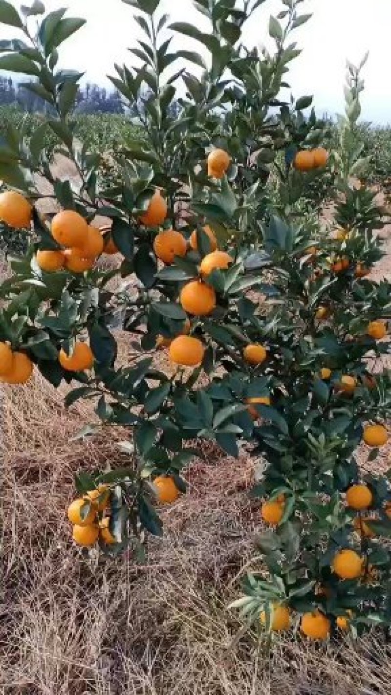 蜜香橙