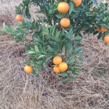 蜜香橙