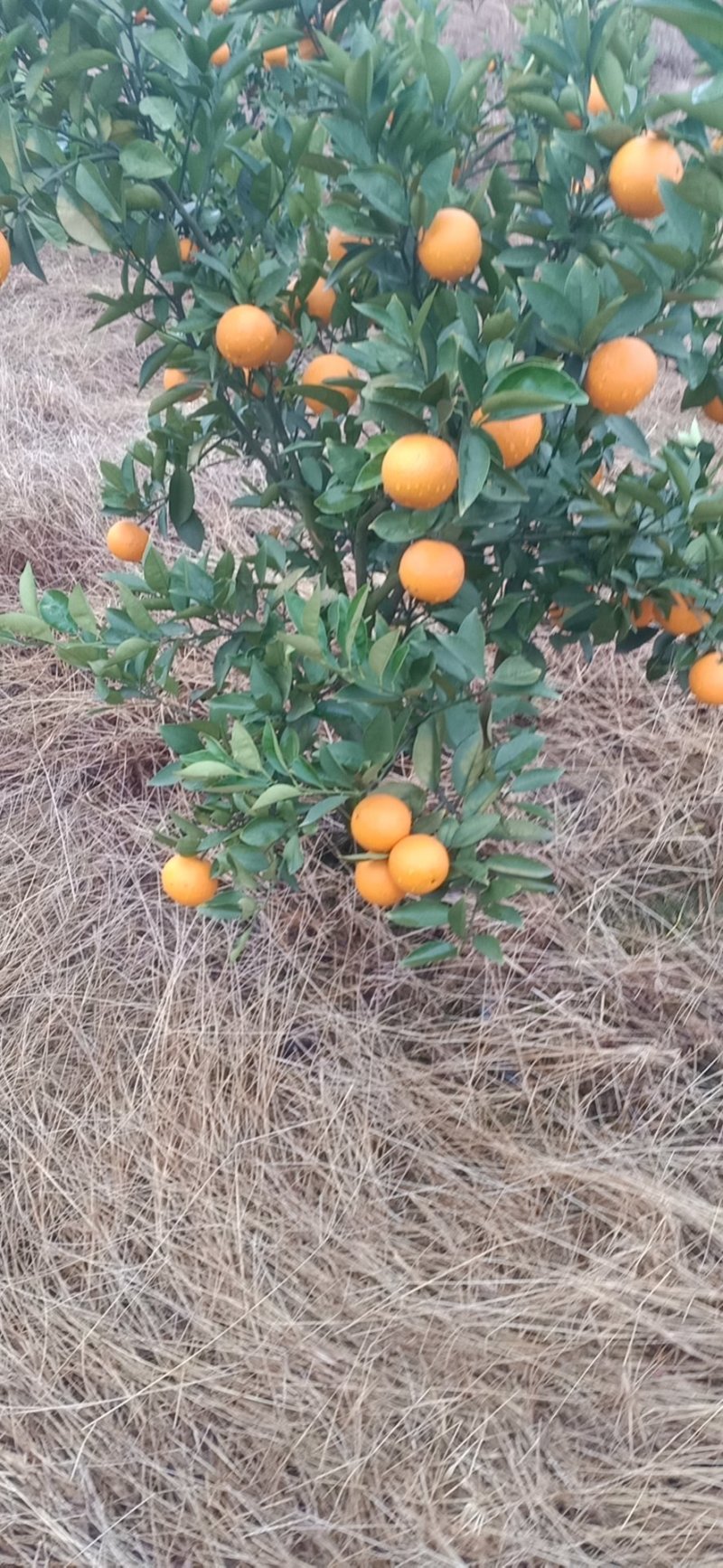 蜜香橙
