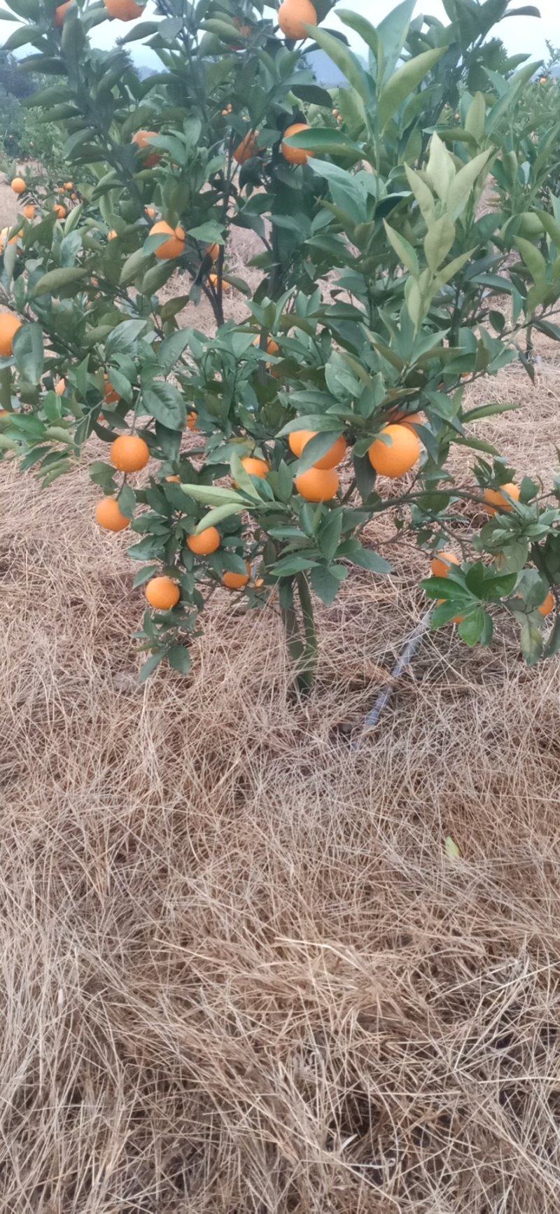蜜香橙