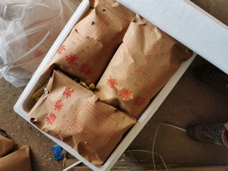 黄金勾豆角