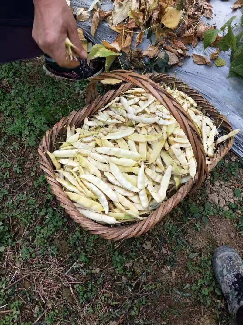 黄金勾豆角