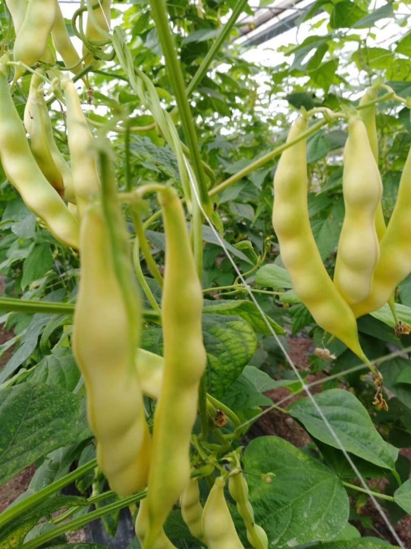 黄金勾豆角