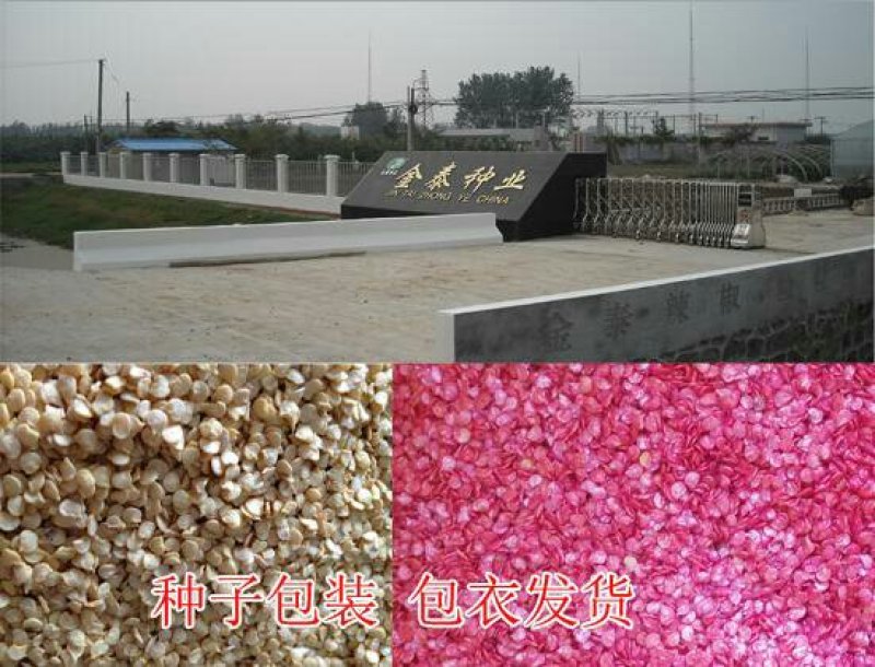 【金骄神龙】大螺丝椒辣椒种子陇椒全国发货