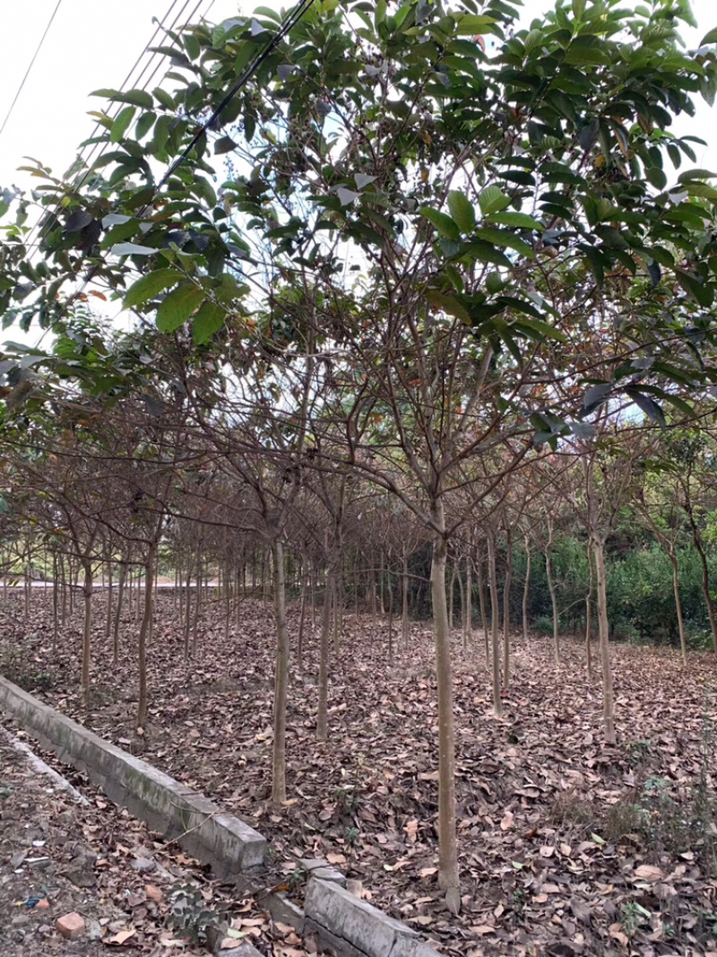 出售大叶紫薇移植袋苗5-15公分需要的老板联系