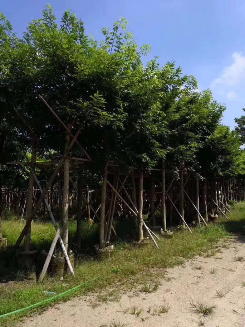 出售黄花梨移植袋苗小苗5-15公分需要的老板联系