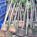 出售天竺桂阴香5-25公分移植袋苗需要的老板联系