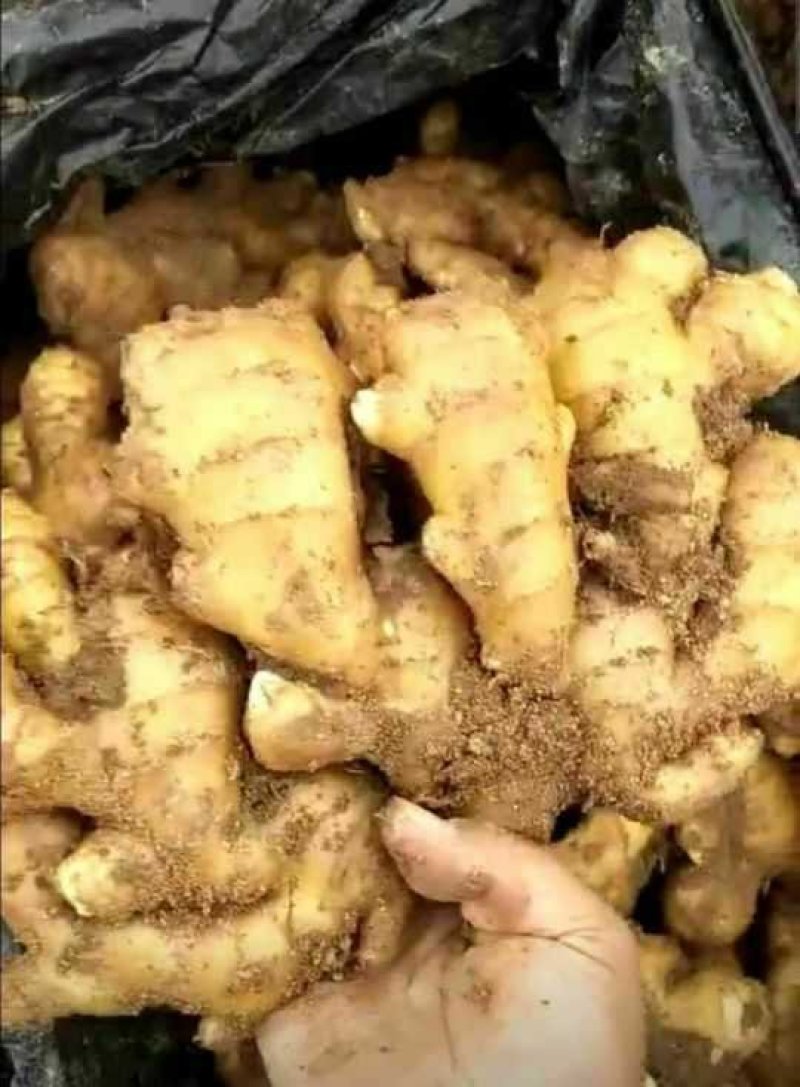 安徽优质窖藏生姜一手货源产地直发保证质量全国发货