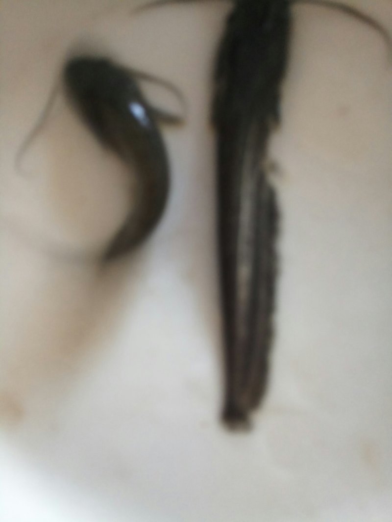 草鱼苗(品种纯，长势快，耗氧低，抗病力强,)