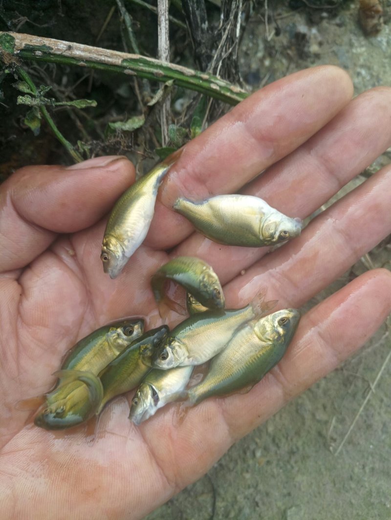 草鱼苗(品种纯，长势快，耗氧低，抗病力强,)
