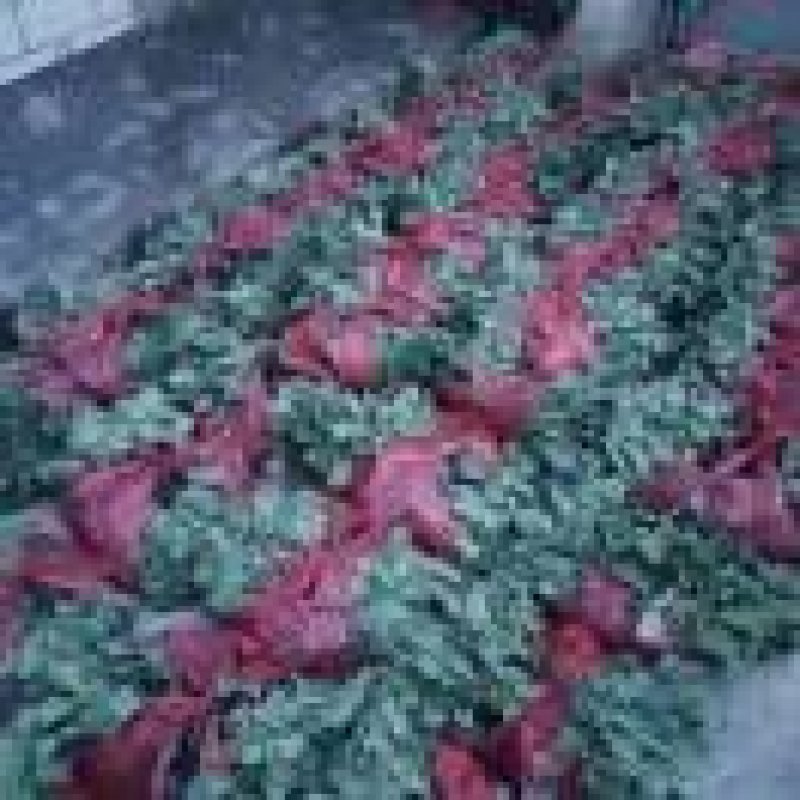 铁头苗松花苗白花苗诚信经营量大从优品质保证