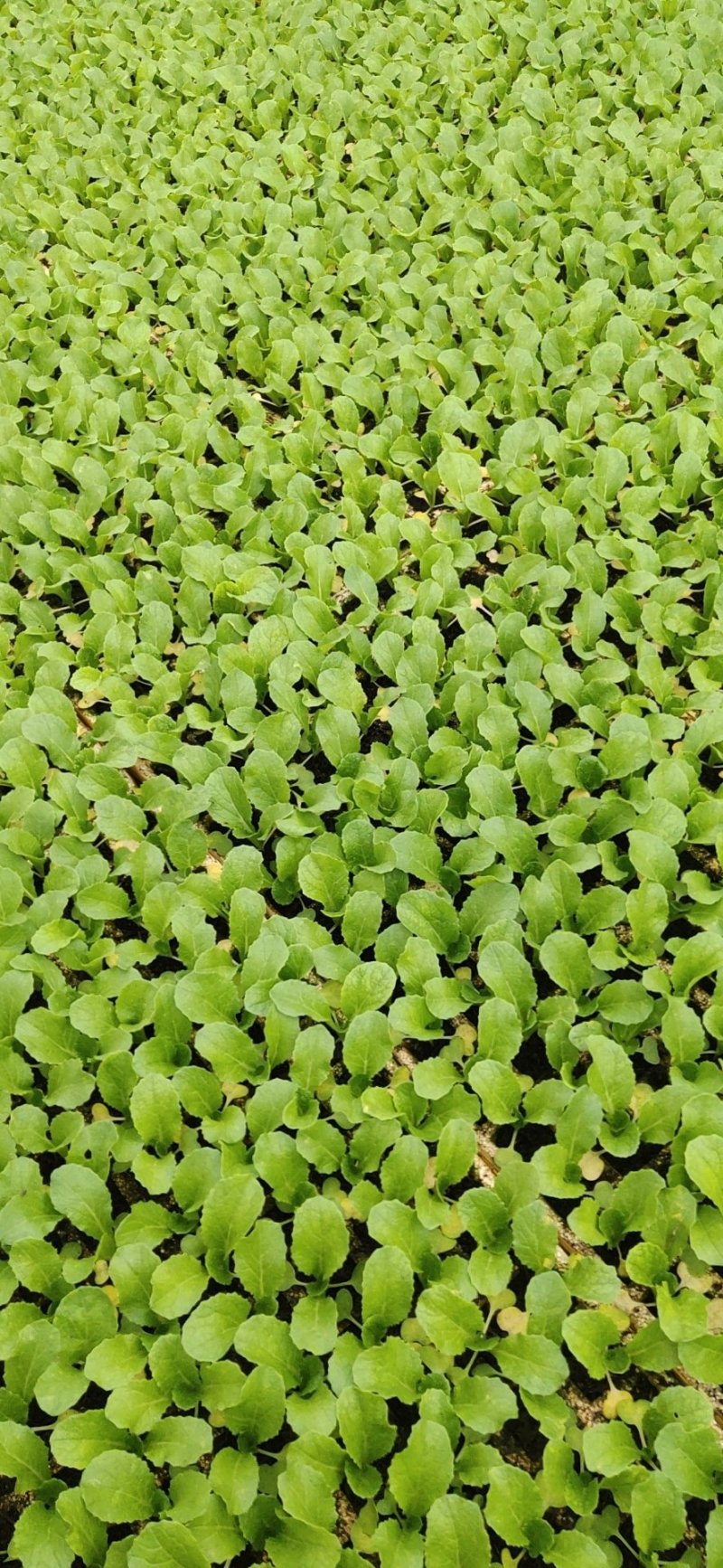 铁头苗松花苗白花苗诚信经营量大从优品质保证