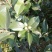 茶花，山茶花，杆径1~2公分，冠幅30~50厘米基地直销
