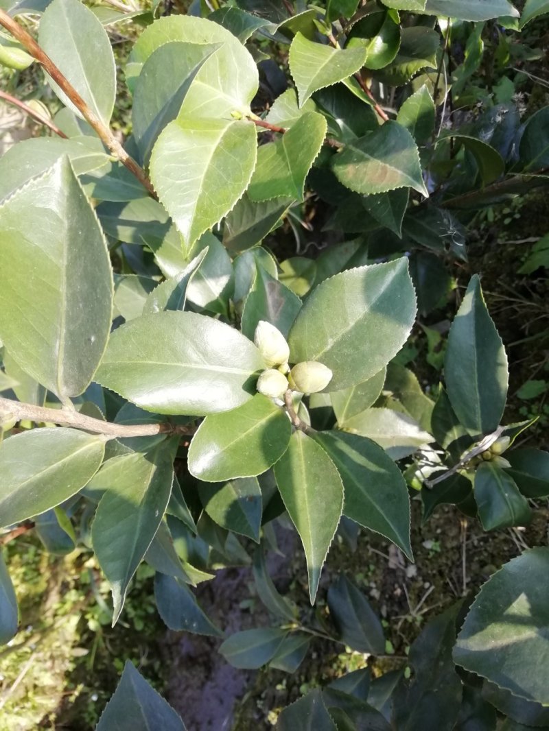 茶花，山茶花，杆径1~2公分，冠幅30~50厘米基地直销