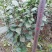 茶花，山茶花，杆径1~2公分，冠幅30~50厘米基地直销
