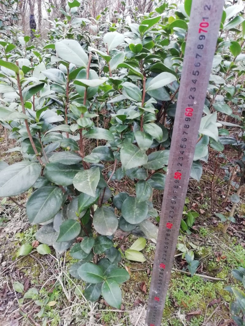 茶花，山茶花，杆径1~2公分，冠幅30~50厘米基地直销