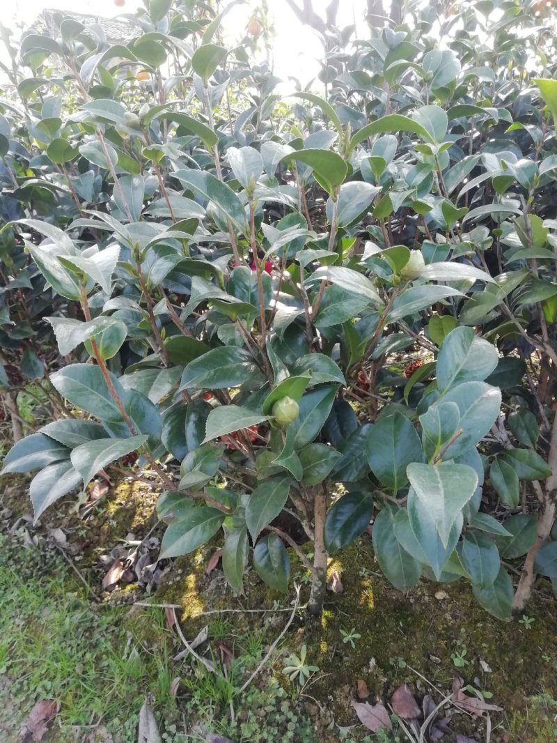 茶花，山茶花，杆径1~2公分，冠幅30~50厘米基地直销